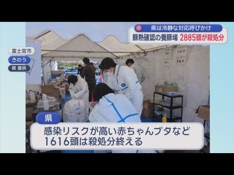 YouTube Video 豚熱確認から3日…2885頭のブタを殺処分　赤ちゃんブタなど感染リスク高い1616頭はすべて処分終了　静岡・富士宮市