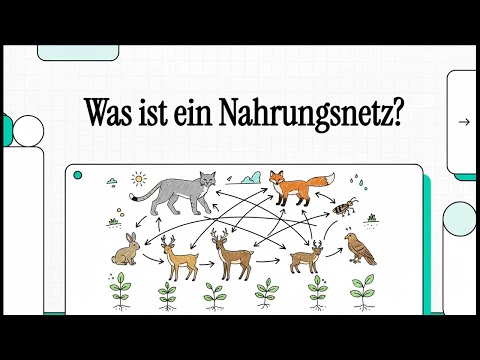 Was ist ein Nahrungsnetz? | EINFACH ERKLÄRT