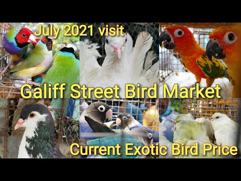 Exotic Bird Mart Discover The Best Events Near You