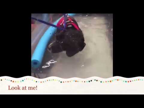 Carmen - Watch me go!