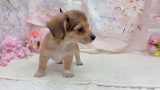 ハーフ犬の動画01