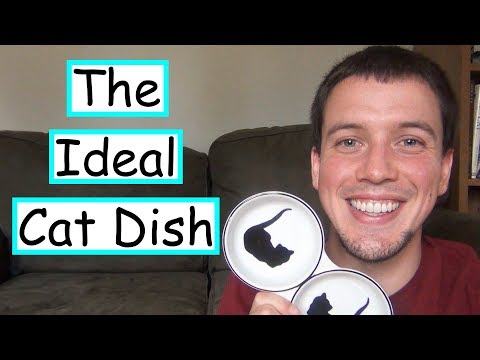 Choosing A Food Dish Your Cat Won't Hate
