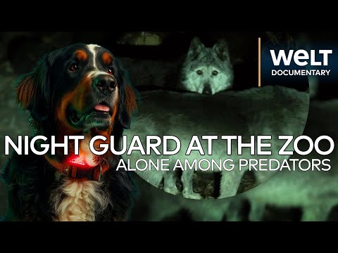 ALONE AMONG PREDATORS: Be a Night Guard at the Gelsenkirchen Zoo | WELT Documentary Magazine