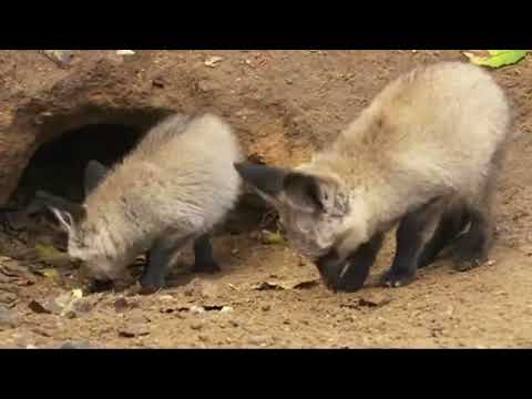Otocyon megalotis - Вухата лисиця - bat-eared fox