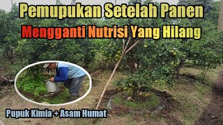 Download lagu Pemupukan Jeruk Setelah Panen ( Pupuk Kimia Dan Asam Humat ) mp3