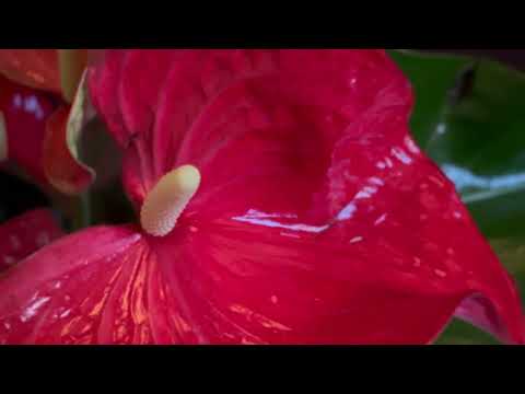 Linda Messerklinger fa rivivere Flora Manfrinati terza parte