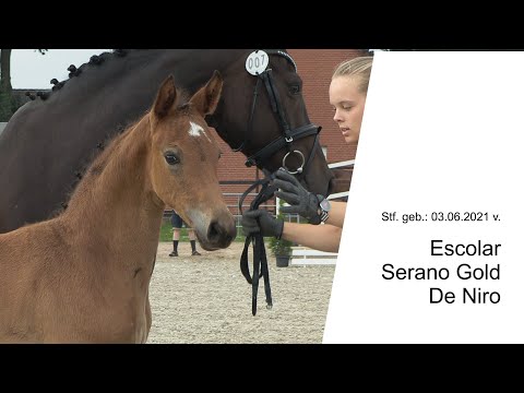 Stf v Escolar x Serano Gold x De Niro 2021