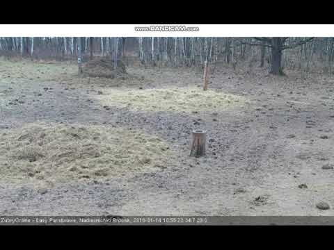 Turyści na polanie 14. 01. 2018 r.