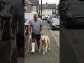 Dog Walks Like Injured Owner Out Of Sympathy