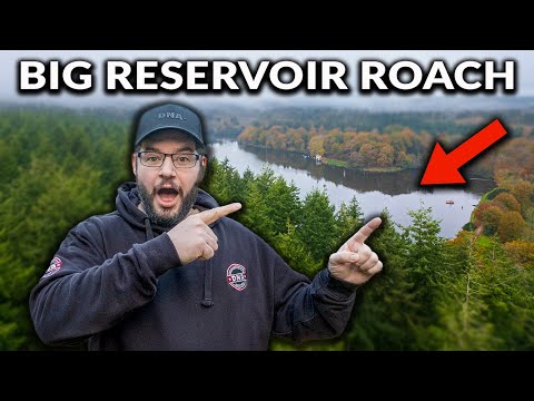 Hunting MONSTER Roach - The BIGGEST Roach I’ve Ever Seen 👀