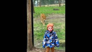 Lion’s Hunt That Never Happened 😱 🦁