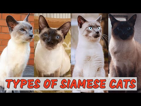 10 Most Popular Types of Siamese Cats - Which is Best for You?
