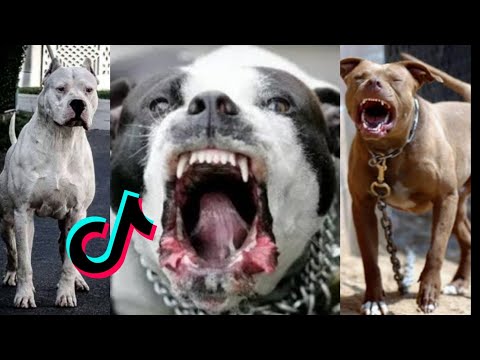 ⚠️Pitbul Badas Glow Up ! Pitbul status 🤮|| Pitbul Transformation ☠️☠️ ||