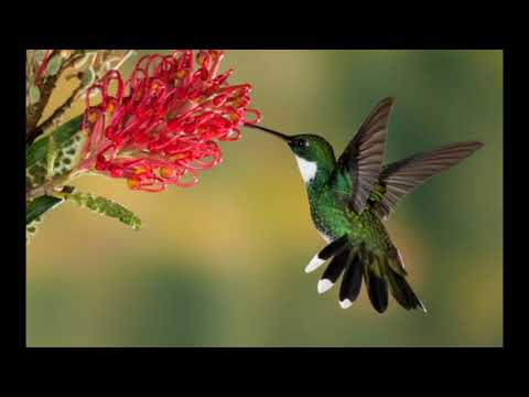 Adam Ben Ezra Trio - Openland.