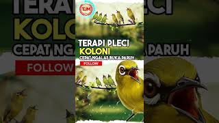 Download lagu Terapi Pleci Koloni Cepat Ngalas Buka Paruh Bongkar Materi !!! mp3