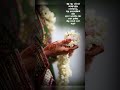 Tamil Song Whatsapp Status Illayaraja Hits Aasai Machan Vangi Song Ilayaraja Machan Swarnalatha