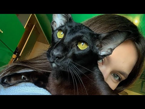 Oriental Shorthair Cat Martin Loves Owner So Much