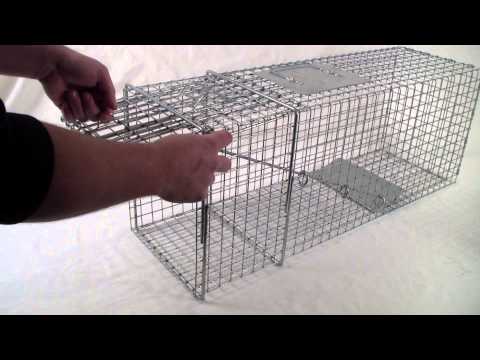 Setting A Tomahawk Live Trap With One Trap Door