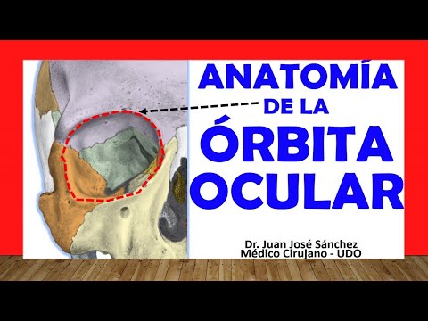 🥇 Anatomy of the ORBITAL CAVITY. (EYE ORBIT). Easy, Quick and Simple