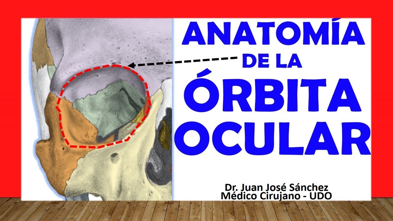 🥇 Anatomy of the ORBITAL CAVITY. (EYE ORBIT). Easy, Quick and Simple
