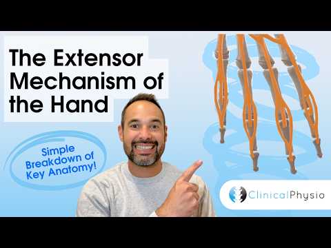 Anatomie & Behandlungswissen Videos – Interaktives Nachschlagewerk für Physio, Massage, Therapie 35 Finger Extensor Mechanism Explained | Extensor Hood Anatomy (Physio)