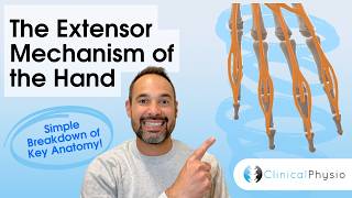 Finger Extensor Mechanism Explained | Extensor Hood Anatomy (Physio)