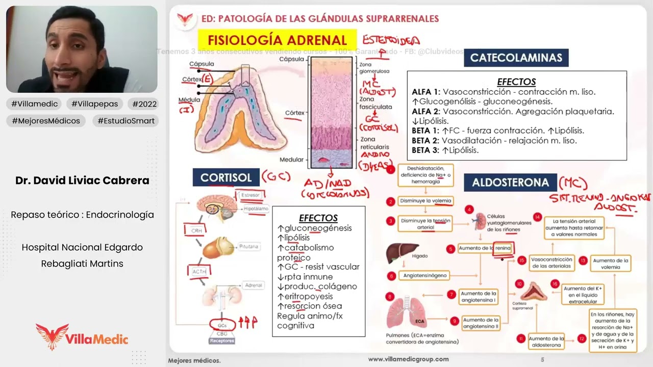 PATOLOGÍA DE LAS GLÁNDULAS SUPRARRENALES PARTE 1 - ENDOCRINOLOGÍA - VILLAMEDIC
