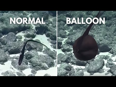 Bizarre Eel Inflates Like a Balloon