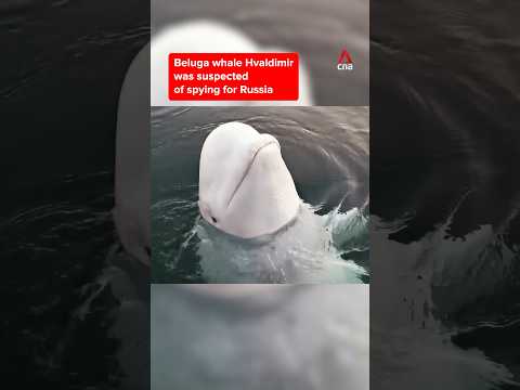 Russian "spy whale" Hvaldimir found dead near Norway