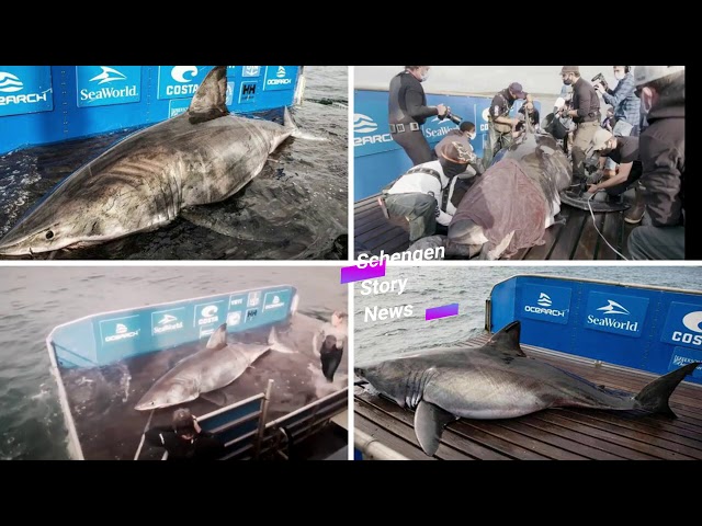 Королева океана: у берегов Канады поймали самую большую акулу в мире. Видео 1