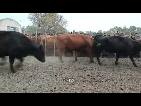 Lote 28 Vacas CUT preñadas en Coronel Suarez, Buenos Aires