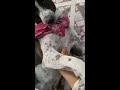 Funny Dog Playing Indian Street Dog Cute Dog