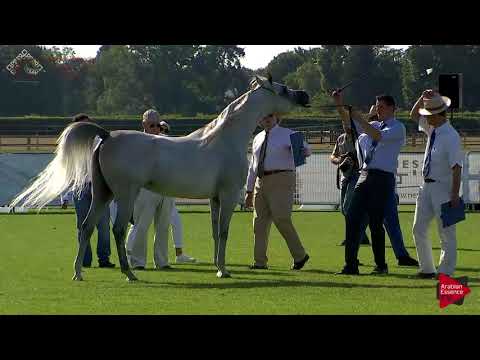 N.44 MARRAKECH J - Chantilly 2018 AHO Breeders' Championship - 4-7 Years Old Mares (Class 4)