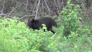 preview picture of video 'Black Bear Hobucken,NC.'