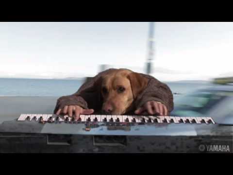 Sharon Shannon - Top Dog Gaffo - OUT TAKES