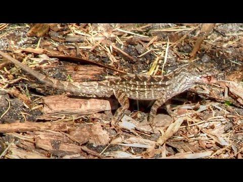 Brown Anoles Eating Fire Ants Anole Annals