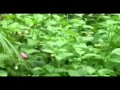 Pretty Butterfly - Andy Williams 