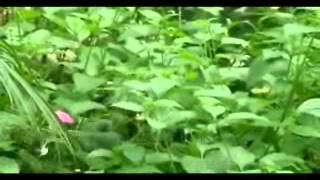 Pretty Butterfly - Andy Williams