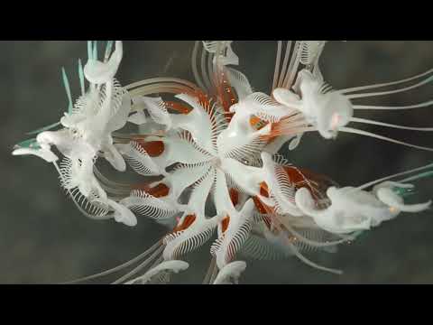 CASSIAN - “Memento” [Afterlife Records]