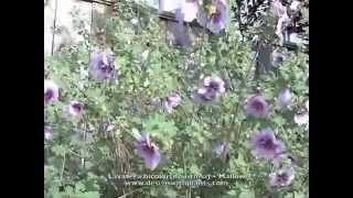 Lavatera bicolor  (maritima) - Mallow