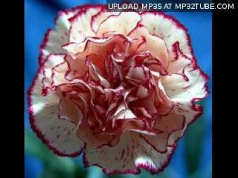 Belo Platno - Karanfilce devojce.mpg