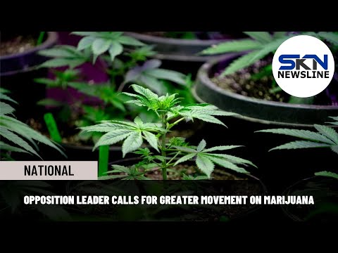 OPPOSITION LEADER CALLS FOR GREATER MOVEMENT ON MARIJUANA