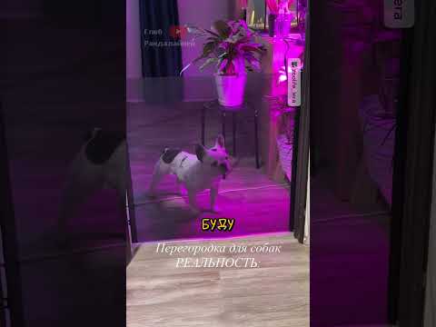 За Корм Готов на Все 😸