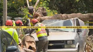 Morning routine ruined after tree falls, destroys prized van in Miami