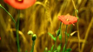 Vangelis    City of Isabel