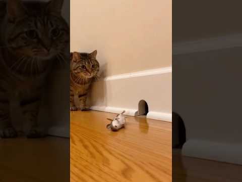 Germany in 1940s🤿 #memes #cat #funny #cute #viral #fyp #tomandjerry #explorepage #mustwatch