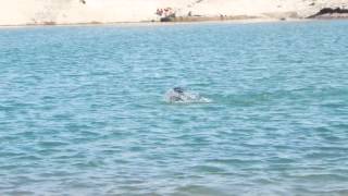 preview picture of video 'Entrenamiento natación Potrerillos'