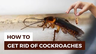 How to Get Rid of Cockroaches in Your Home | Killer Gel | Bait Station | Boric Acid | Kill Roaches