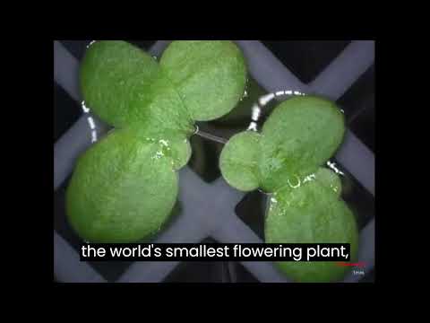Meet Lemna minor, the tiny powerhouse of nature!