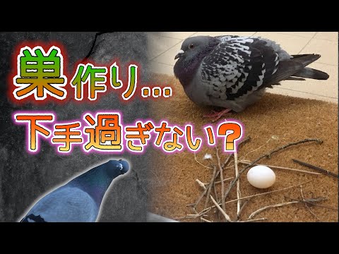 ハトを遠ざける方法